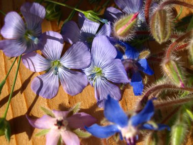 Hodan, starflower ve linum