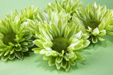 Chrysant bloemen