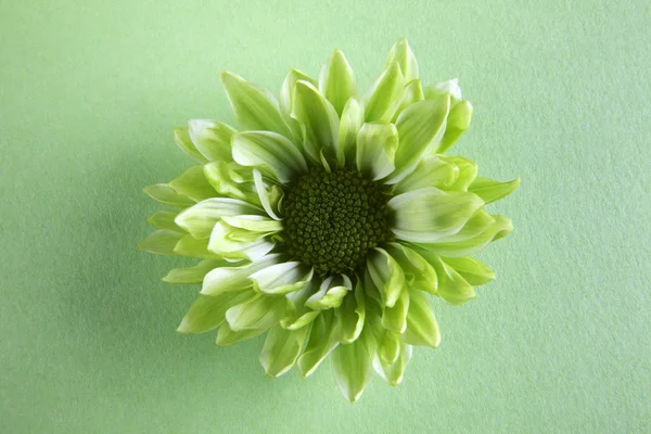 Квітка Chrysantemum — стокове фото