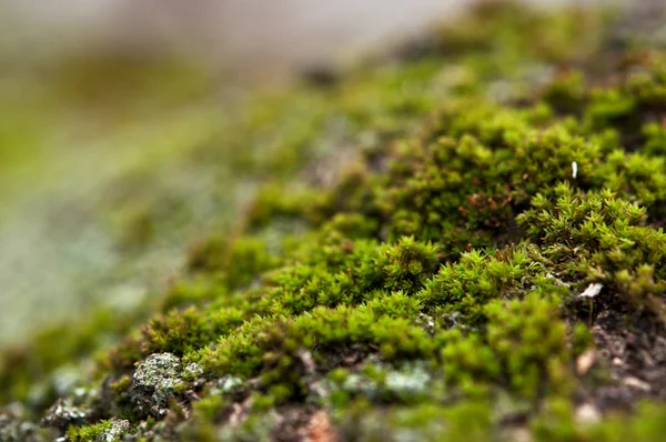 yeşil yosun closeup