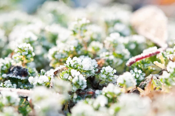 Nieve y hierba de mañana — Foto de Stock