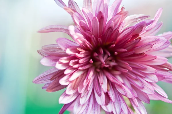 Crizantema floare — Fotografie, imagine de stoc