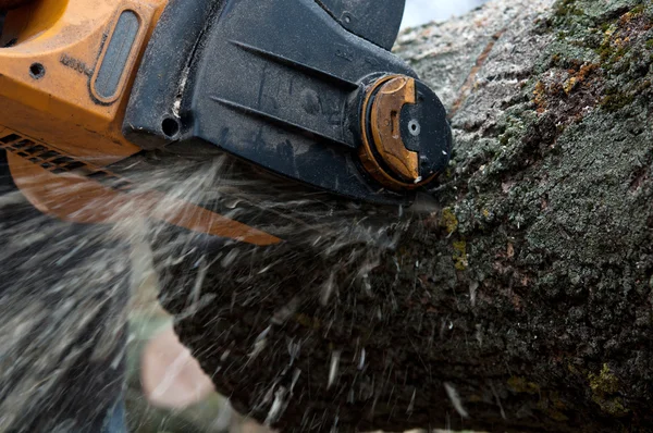 Man cuts tree — Stock Photo, Image