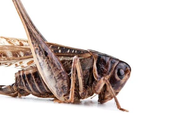 stock image Dried grasshopper