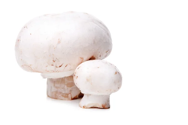 Frische Pilze — Stockfoto