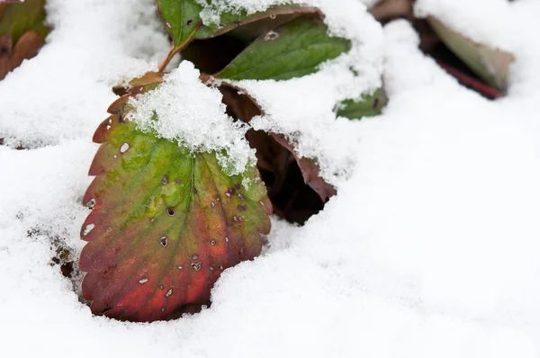 Liście w śniegu — Zdjęcie stockowe
