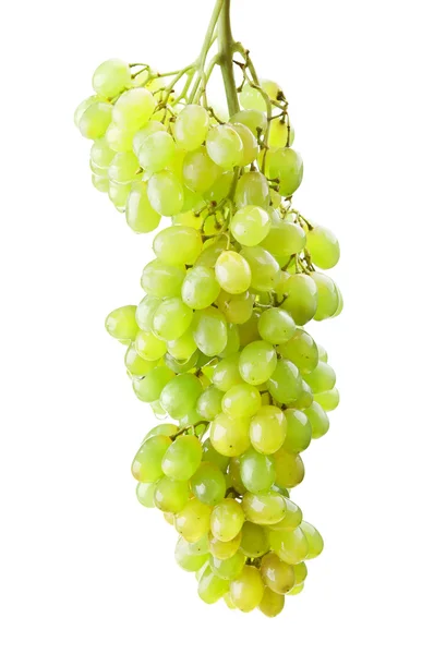 Raminho de uvas verdes frescas — Fotografia de Stock