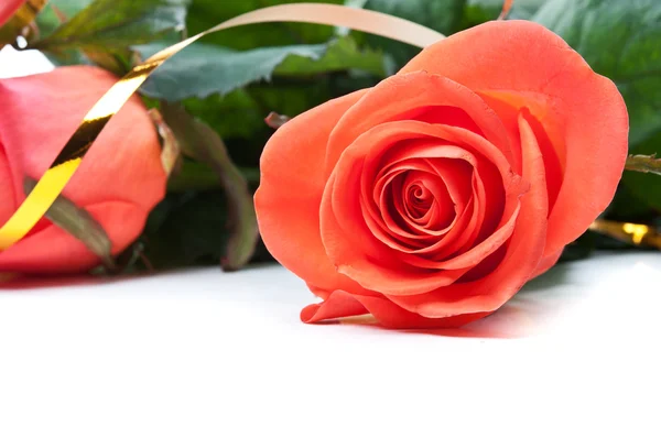 Rose rosse isolate — Foto Stock