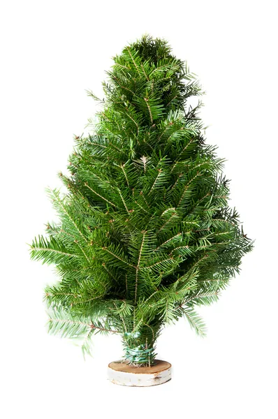 stock image Green fir-tree