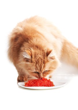 Cat eat red caviar