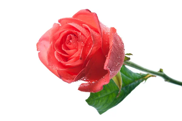 Роза с каплями воды — стоковое фото