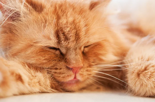 Sonno gatto zenzero — Foto Stock