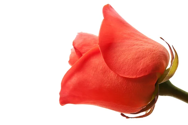 Jedna červená růže — Stock fotografie