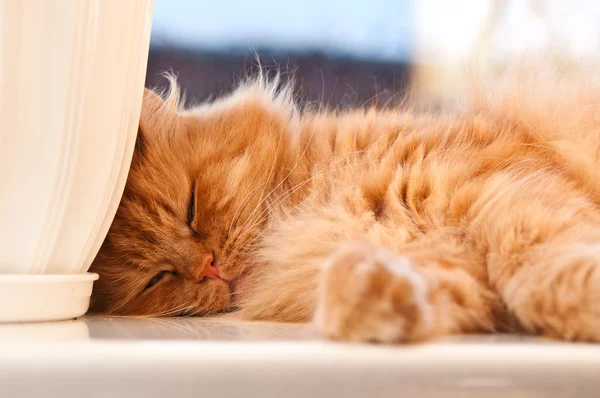 Gatto rosso che dorme — Foto Stock