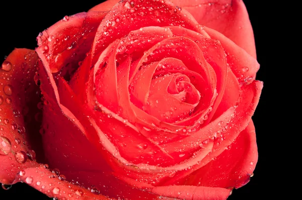 水滴玫瑰 — 图库照片