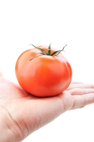 Свежие помидоры под рукой — стоковое фото