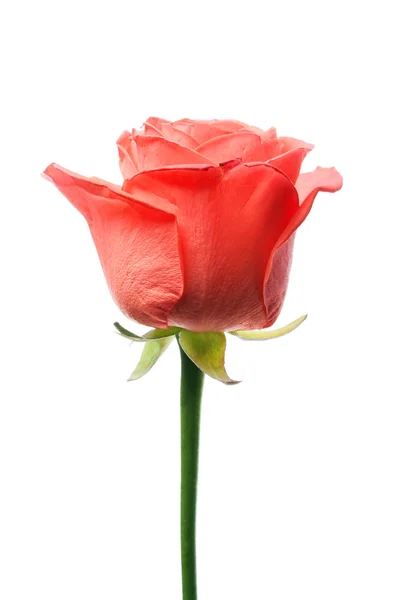 分離された 1 つの赤いバラ — ストック写真