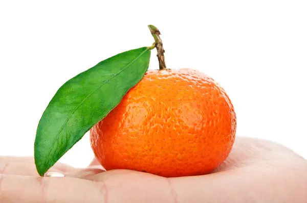Mandarine zur Hand — Stockfoto