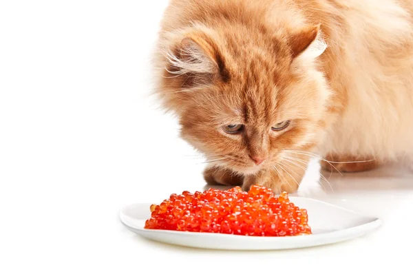 Gatto zenzero mangiare caviale rosso — Foto Stock