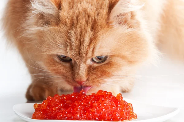 Gatto mangia caviale rosso — Foto Stock