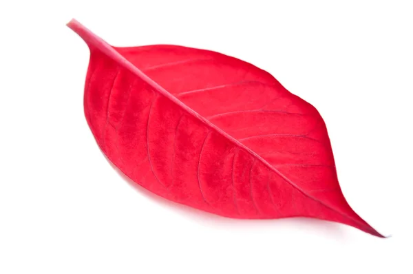 stock image Closeup of red leaf