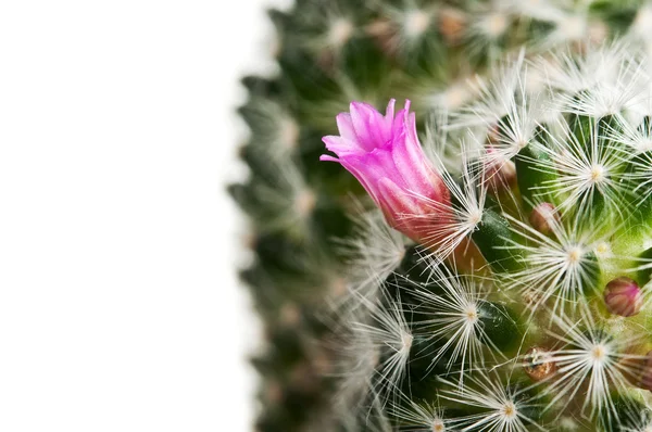 stock image Cactus with flower