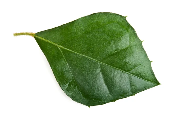 Detailní záběr zeleného listu — Stock fotografie