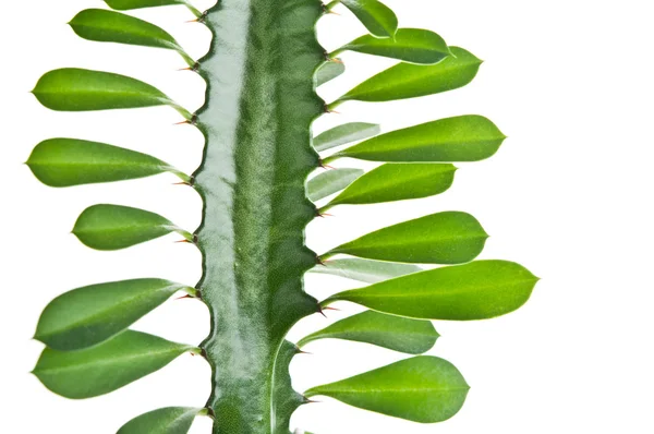 Grüner Kaktus — Stockfoto