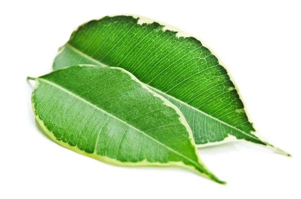 Gros plan de feuilles vertes — Photo