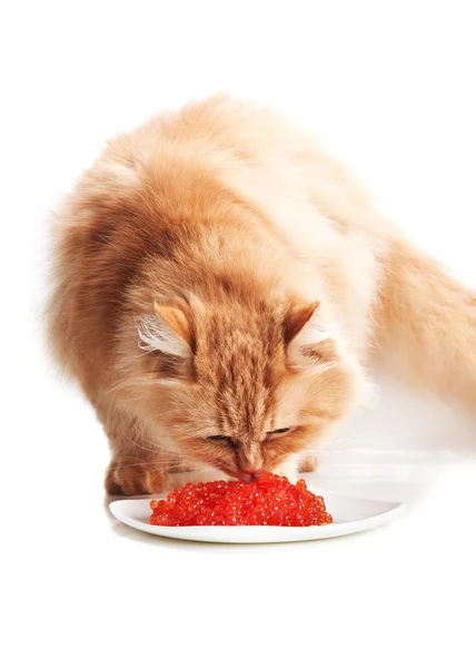 Gatto mangia caviale rosso — Foto Stock