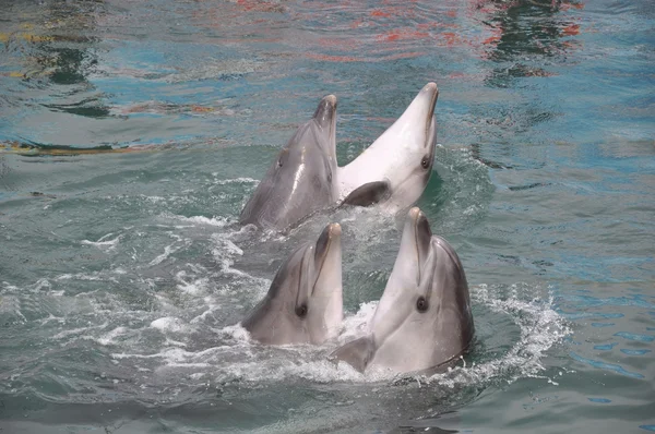 dolphinarium