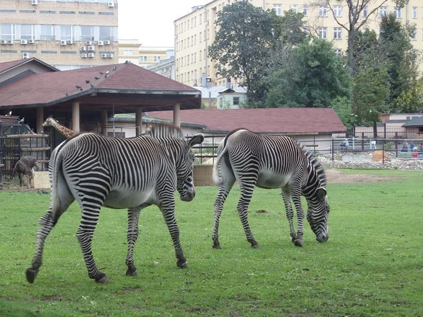 As zebras — Fotografia de Stock