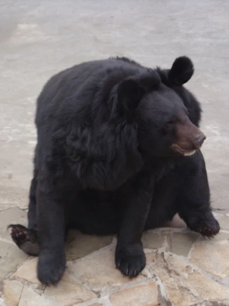 Niedźwiedź brunatny — Zdjęcie stockowe