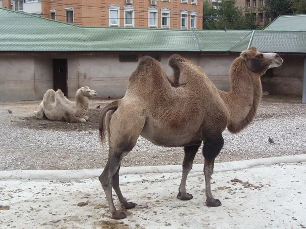 Los camellos Fotos de stock libres de derechos