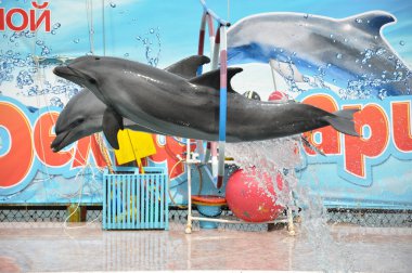 The dolphinarium clipart