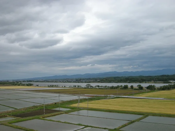 stock image The rice fields