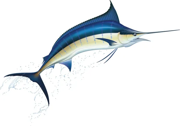 Blue marlin — Stock Vector