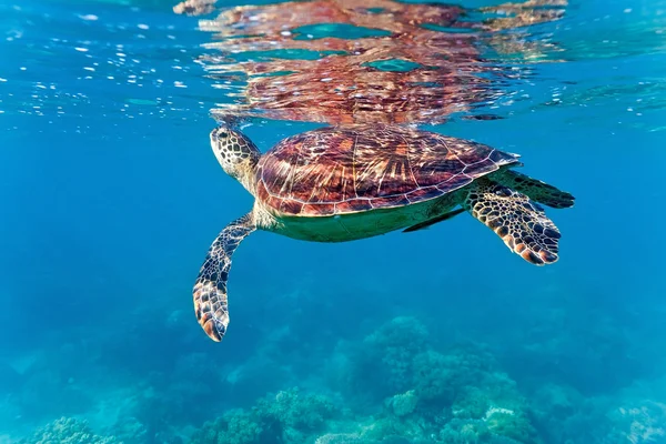 Grön havssköldpadda Royaltyfria Stockfoton