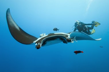 Manta and diver on the reef clipart