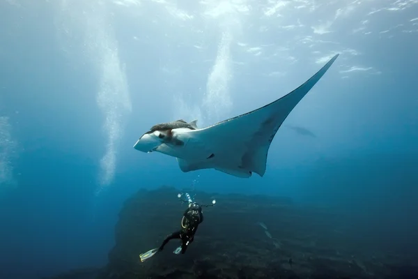 Manta and diver on the reef — Stock Photo, Image