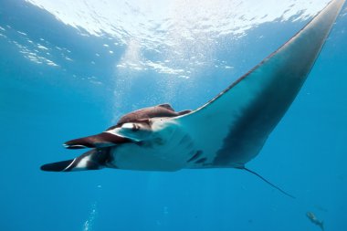 Manta on the blue background clipart