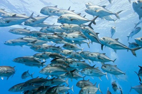 Shoal de Bigeye Jack do México — Fotografia de Stock