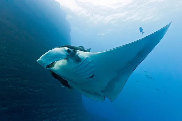 Manta on the coral reef — Stock Photo, Image