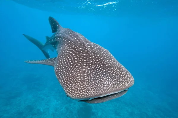 고래상어 — 스톡 사진