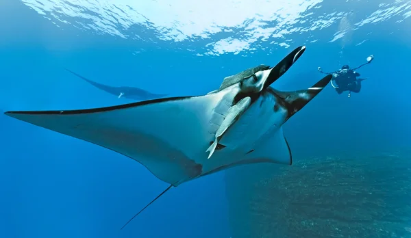 Manta and photographer on the reef — Stock Photo, Image