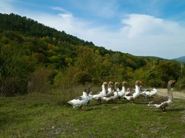 kaz ve dağ