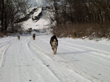 köpek sürüsü