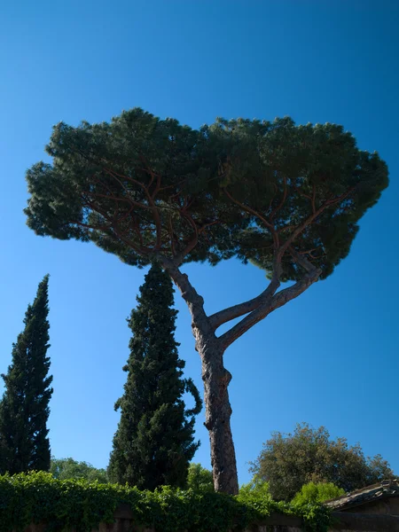 रोममधील मूळ झाड — स्टॉक फोटो, इमेज