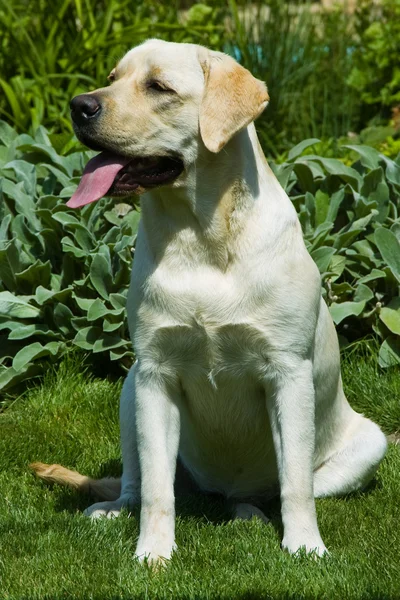 Dog in a meadow — Stock Photo, Image