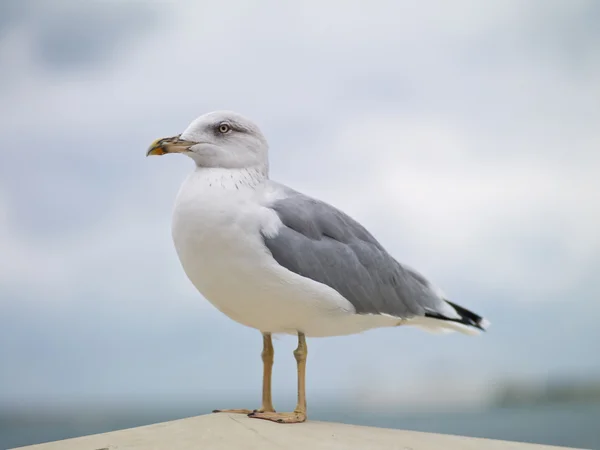 Gull on a rock — Stock Photo, Image